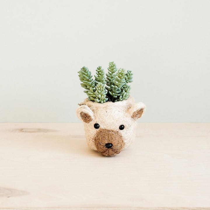 Bear Planter - Mac & Mabel