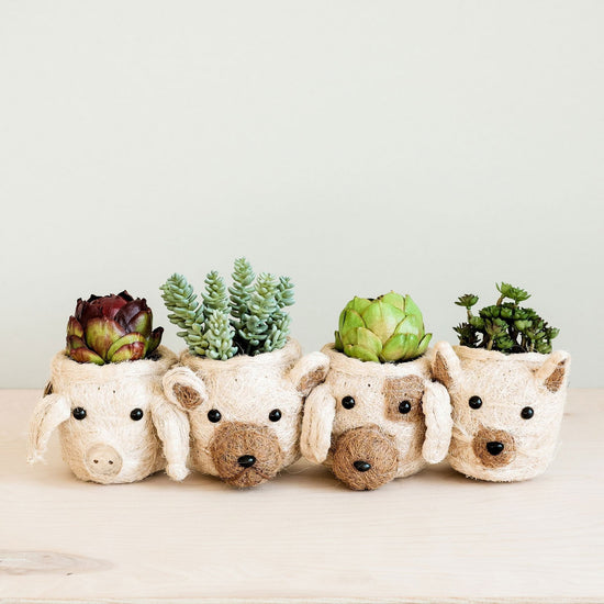 Bear Planter - Mac & Mabel