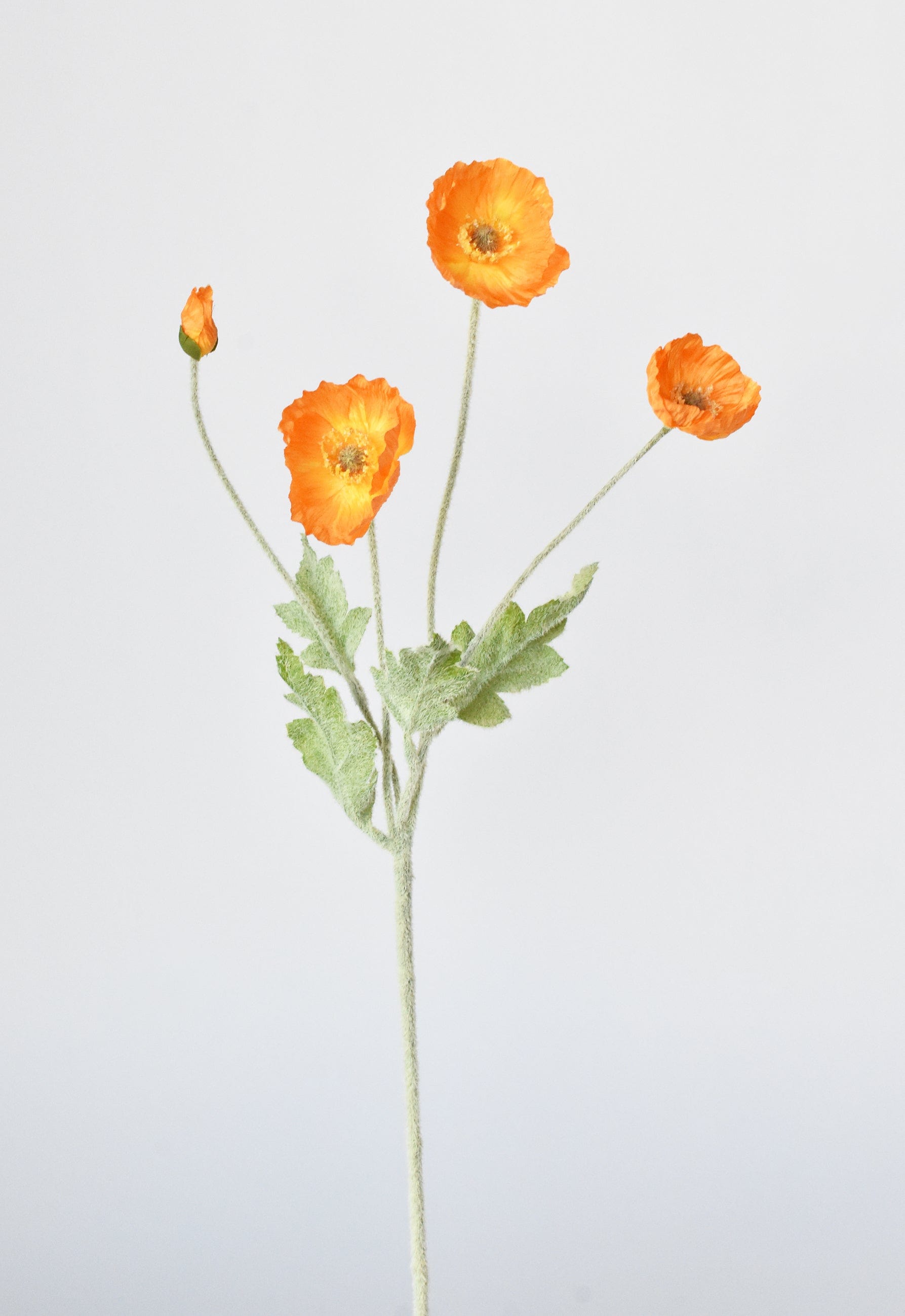 Poppy Bush, 24", Orange