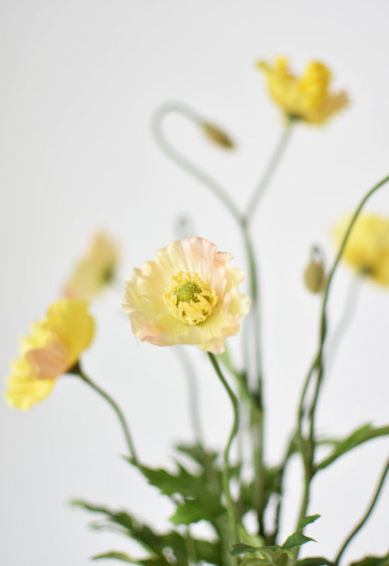 Poppy Bush, 15", Yellow