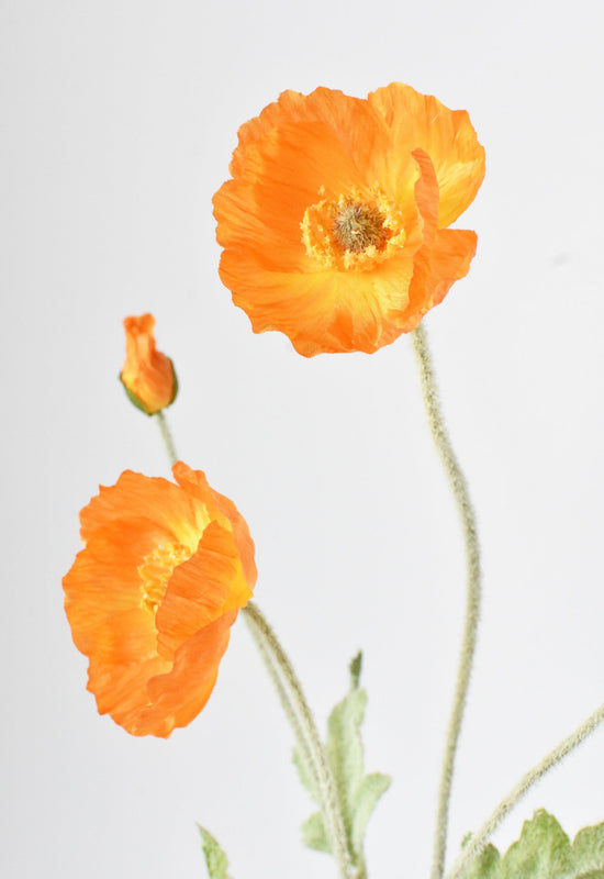 Poppy Bush, 24", Orange