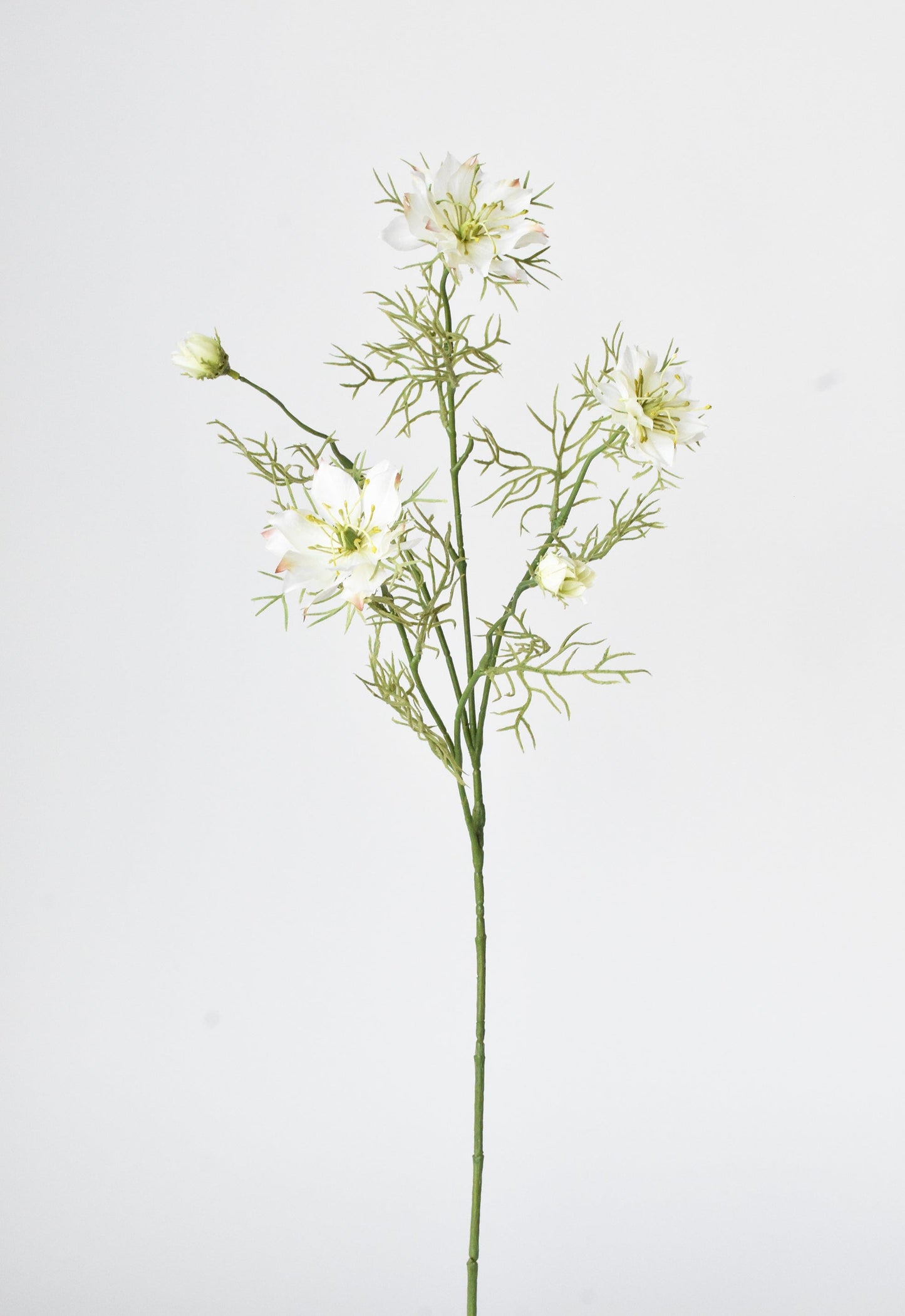 Nigella Stem, 29", White