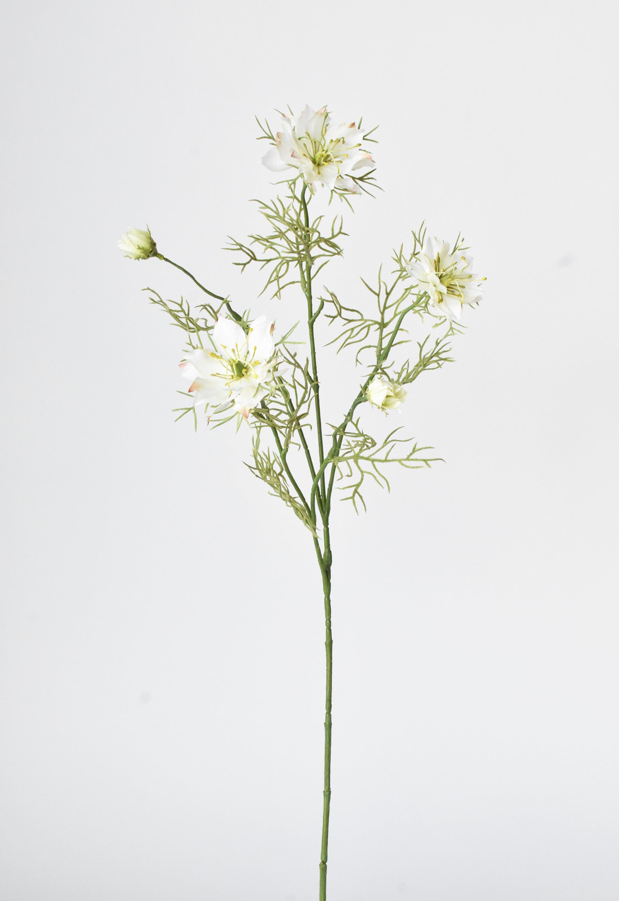 Nigella Stem, 29", White