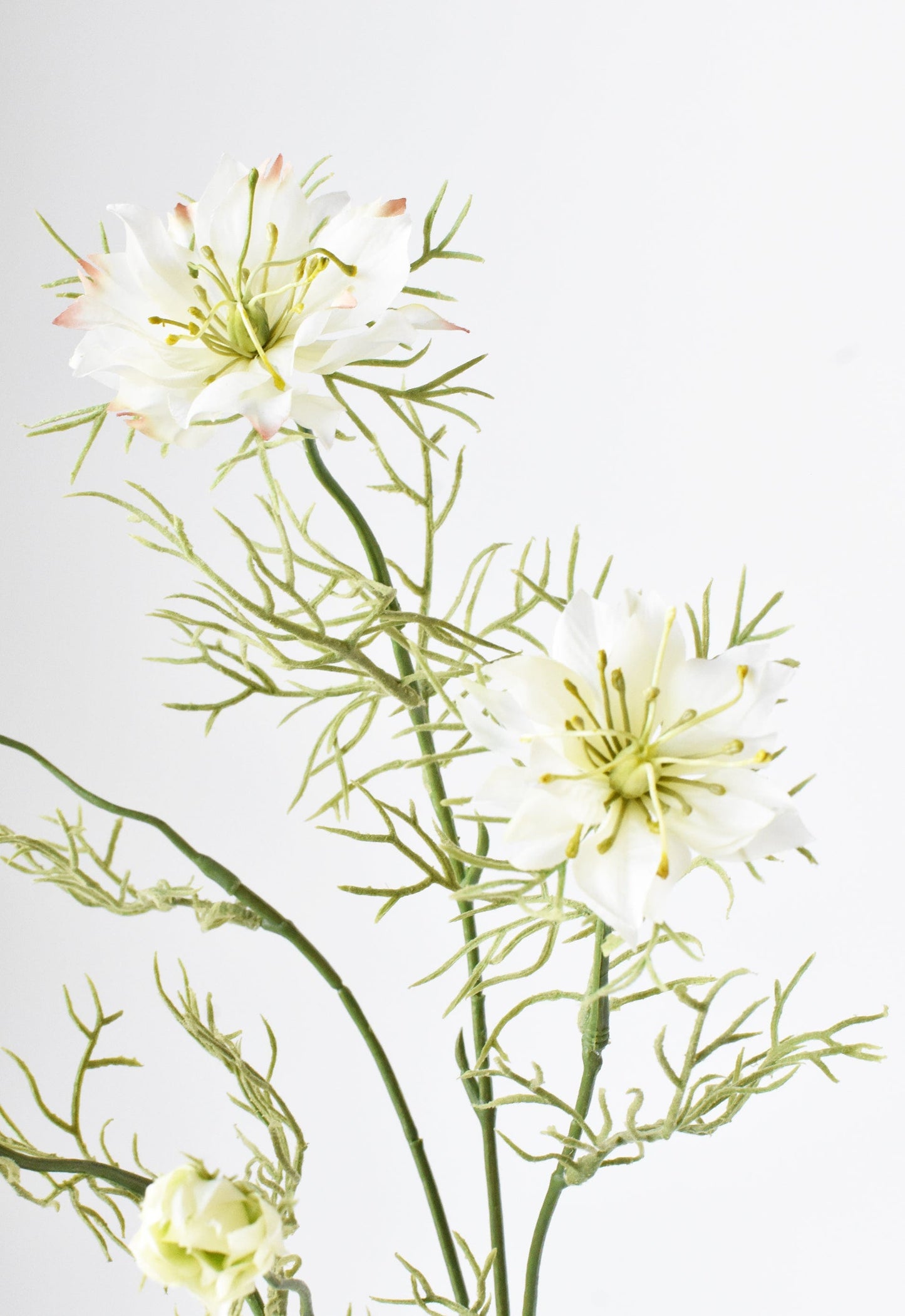 Nigella Stem, 29", White