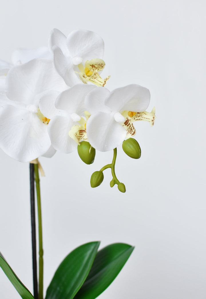 Potted Orchid, 14", White