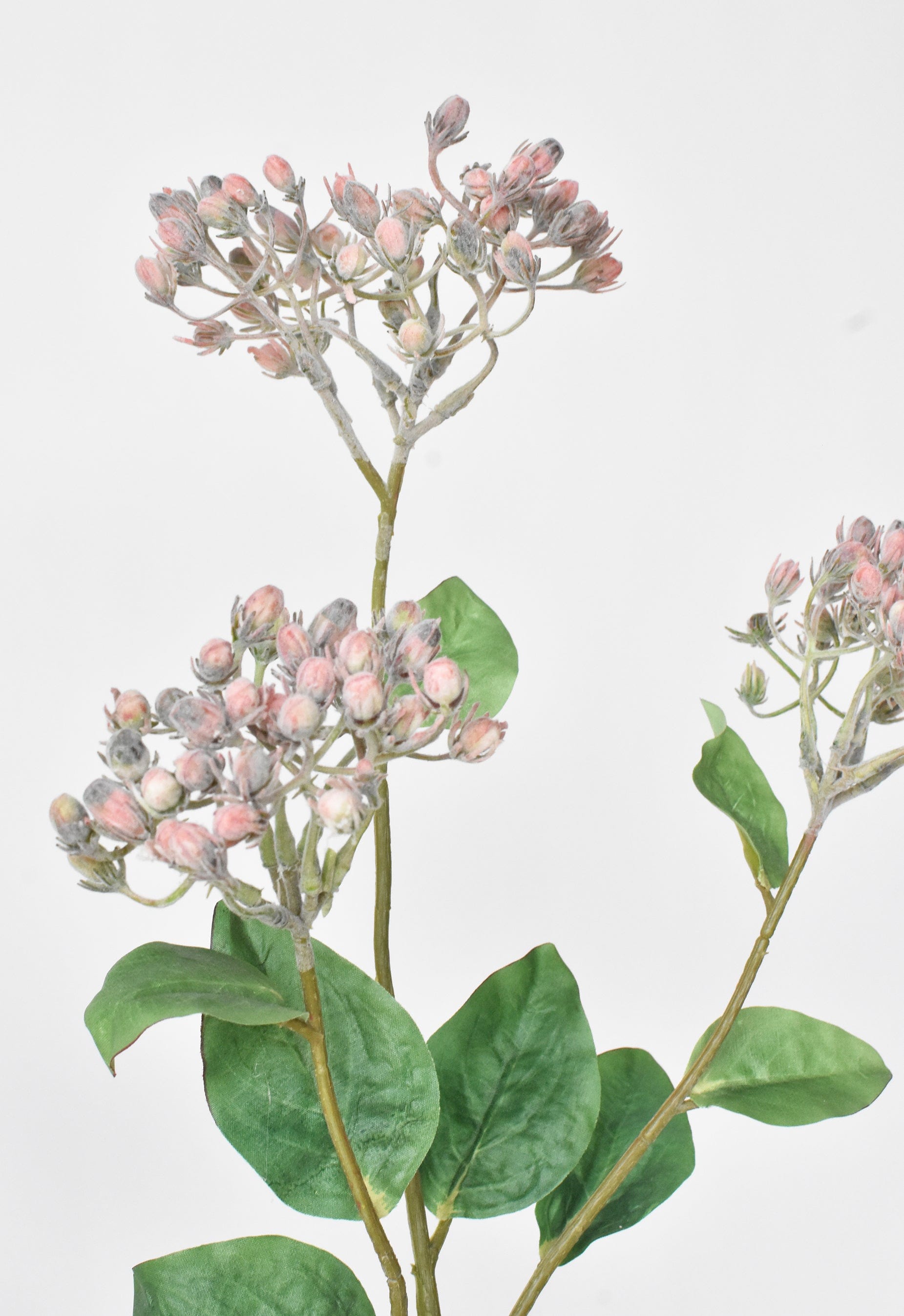 Wild Sedum Berry Stem, 31", Pink