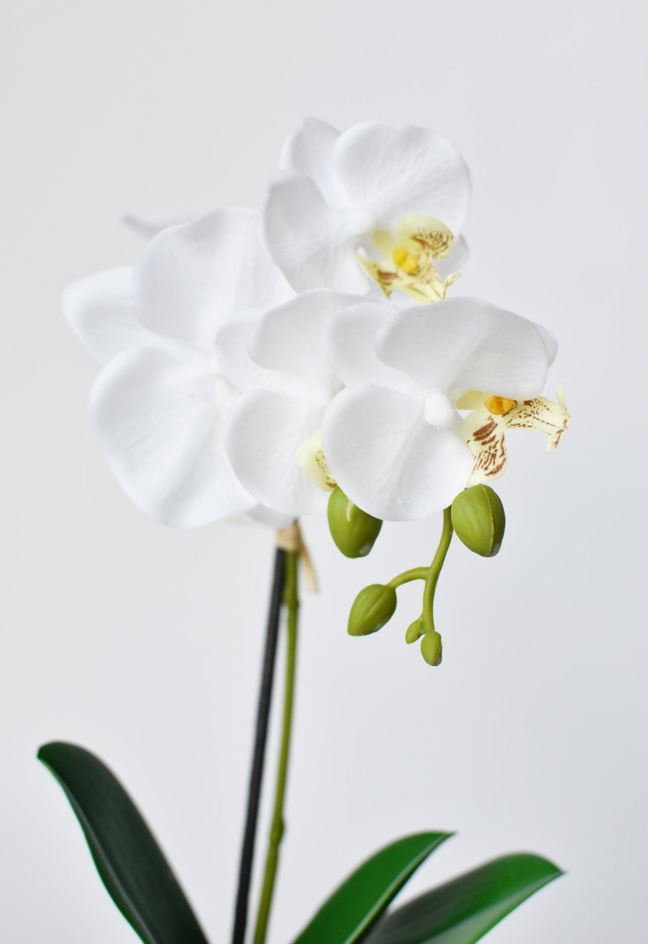 Potted Orchid, 14", White