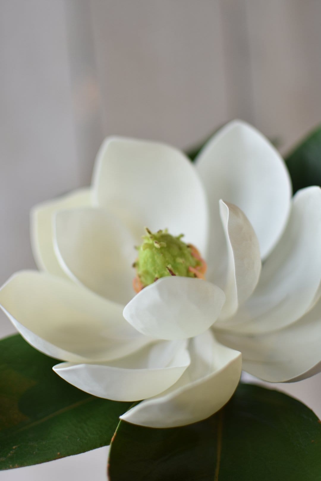 Magnolia Blossom Stem, 24", Real Touch