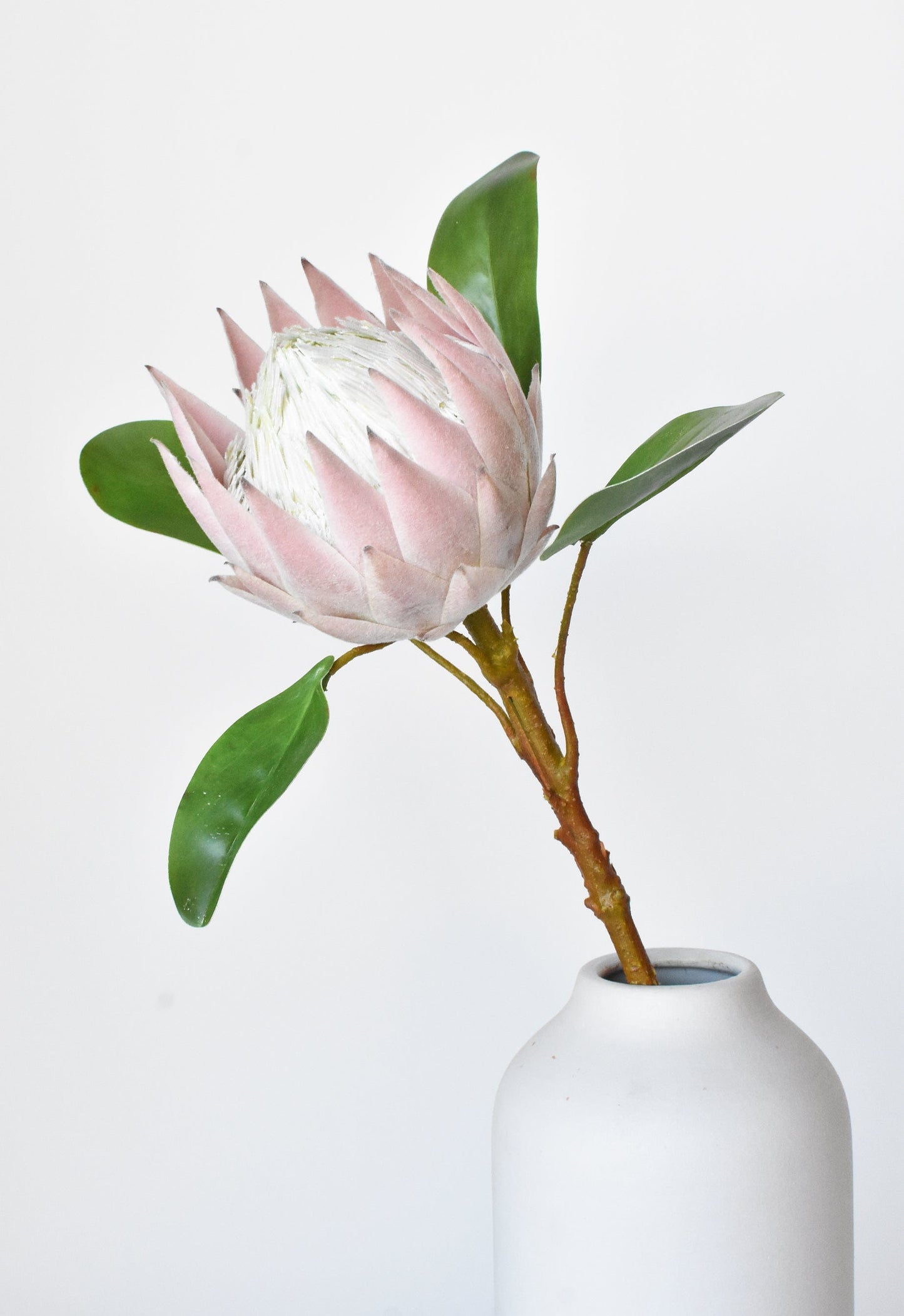 Queen Protea Stem, 26", Pink