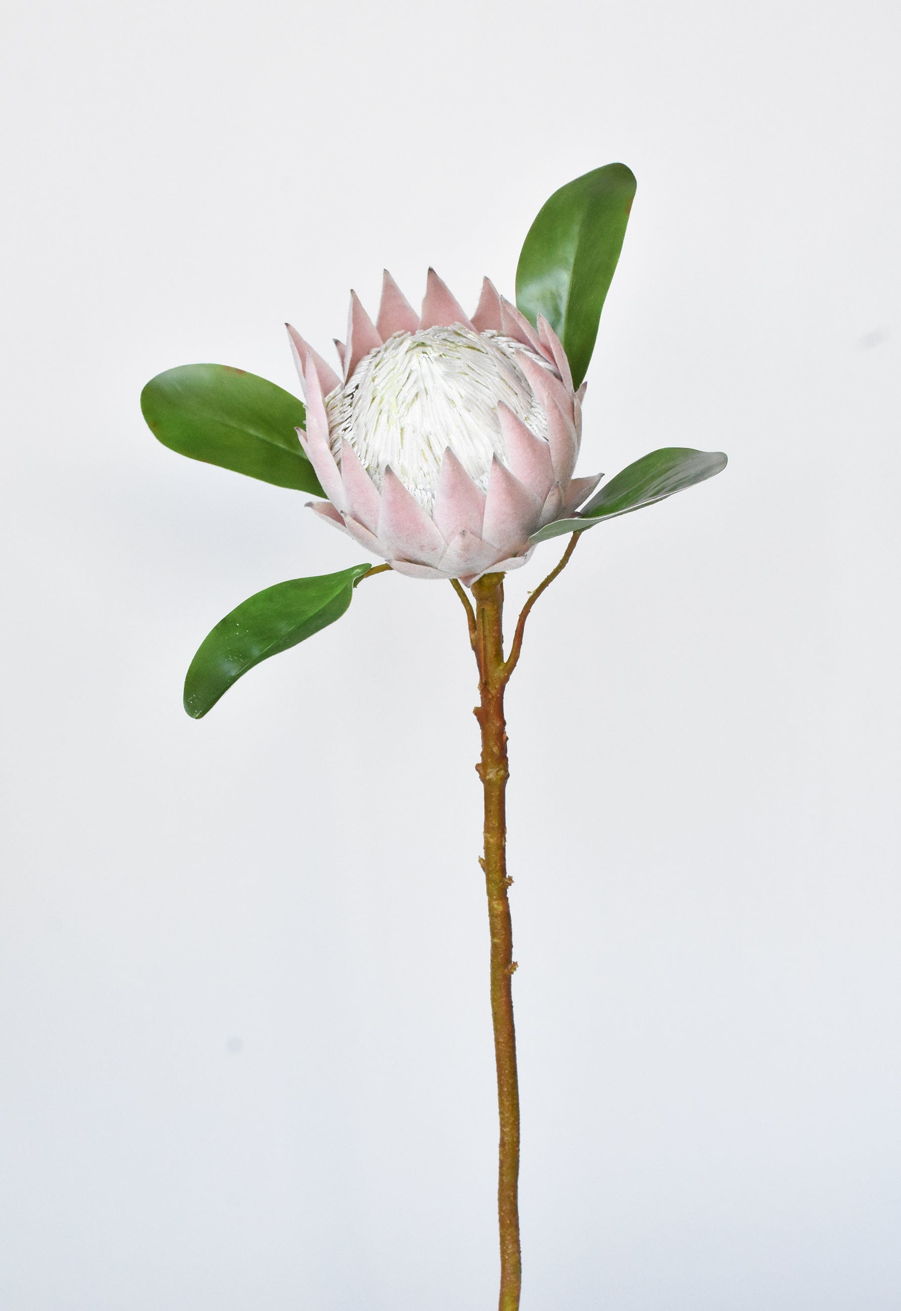 Queen Protea Stem, 26", Pink