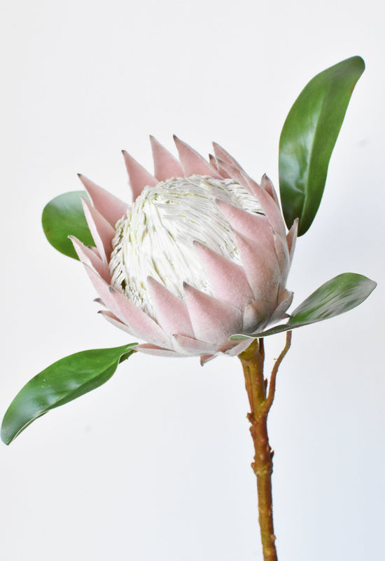 Queen Protea Stem, 26", Pink