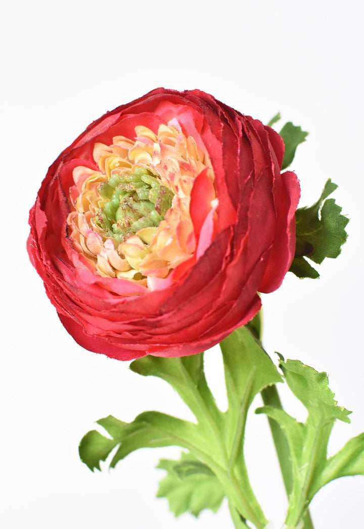 Ranunculus Stem, 13", Red