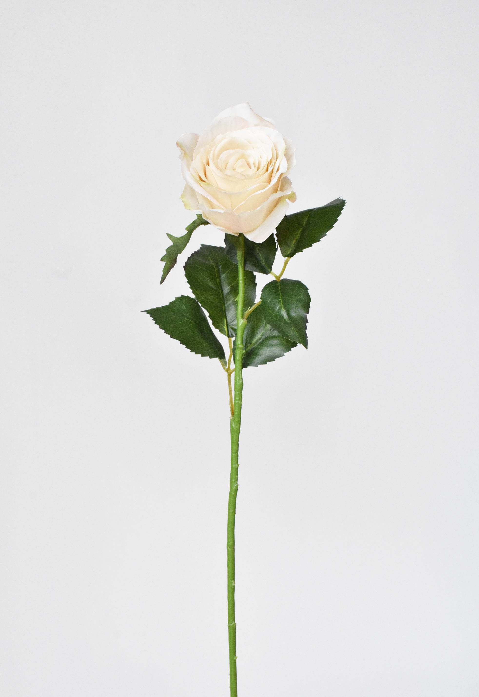 Rose Stem, 22", Beige