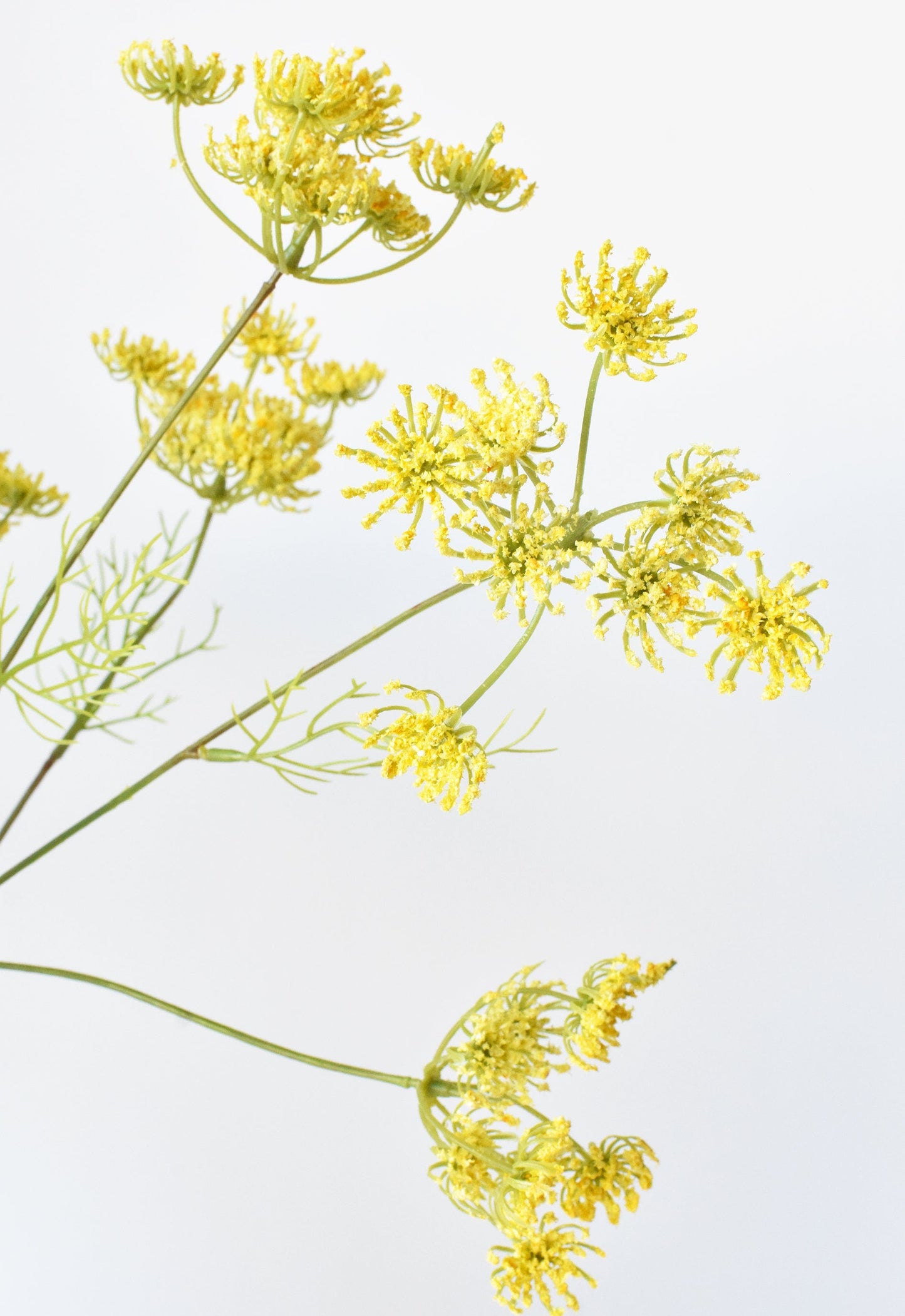 Queen Anne's Lace Stem, 20.5", Yellow