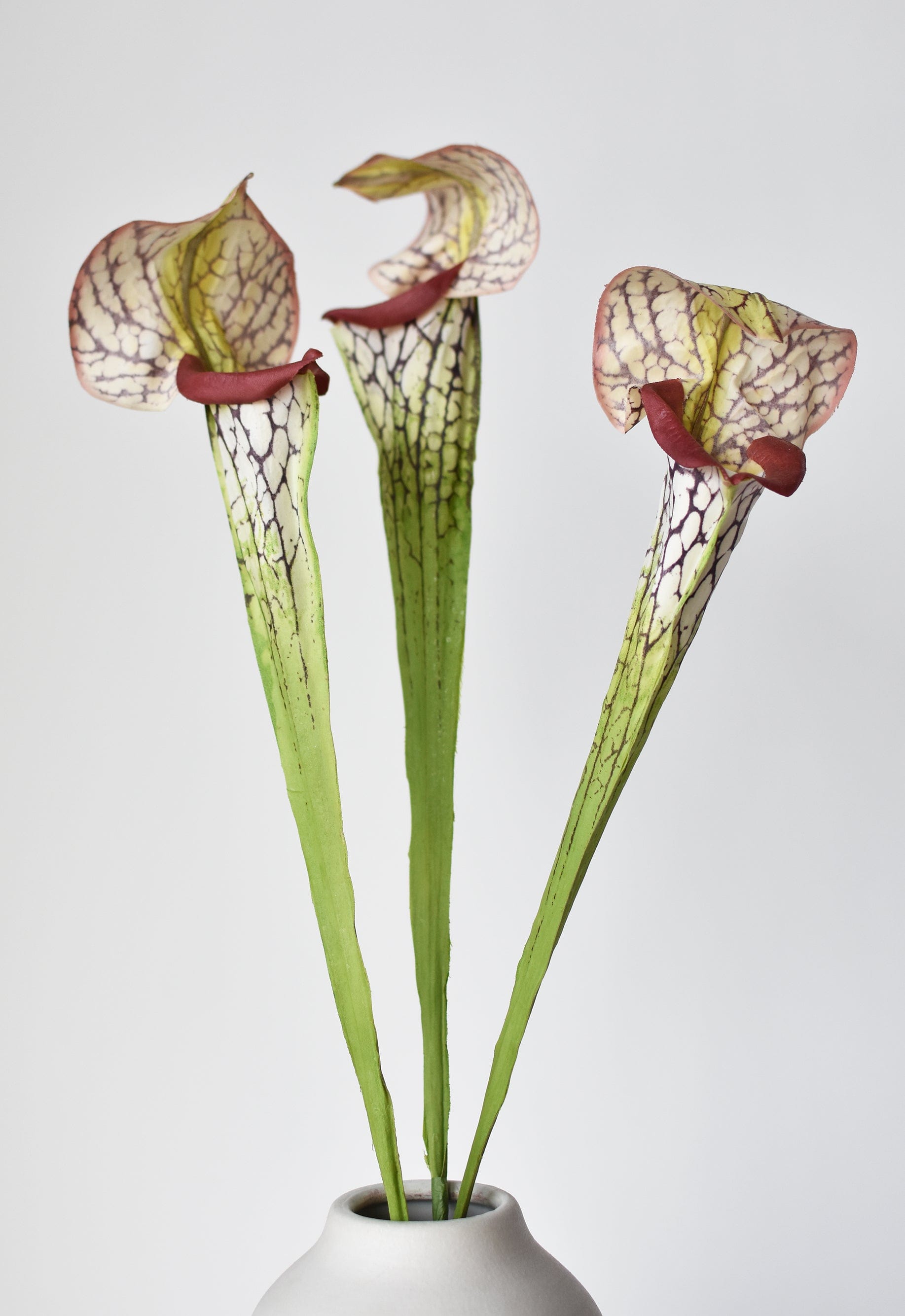 Pitcher Plant Stem, 28", Green & Burgundy