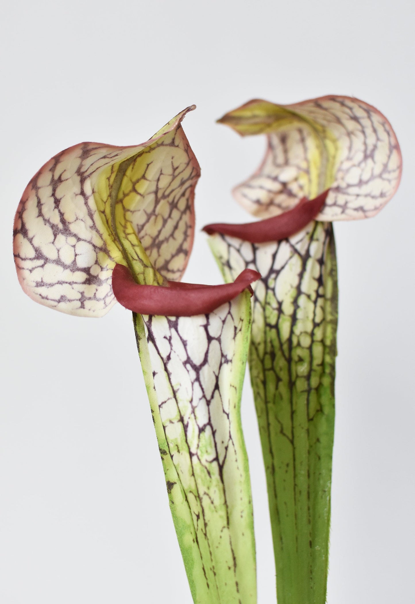 Pitcher Plant Stem, 28", Green & Burgundy