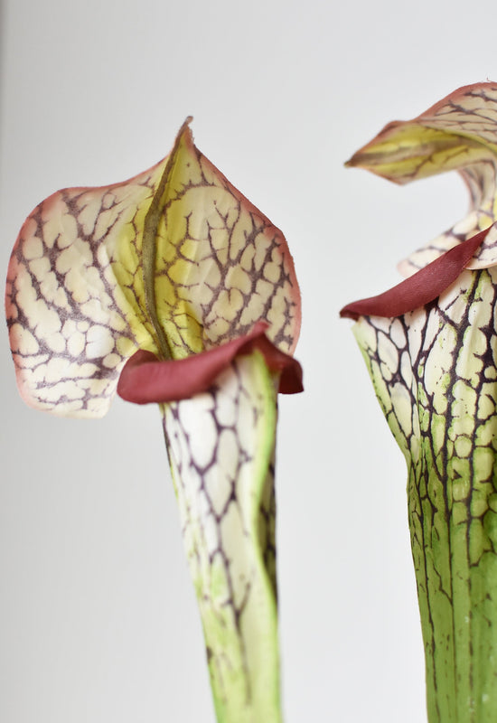 Pitcher Plant Stem, 28", Green & Burgundy