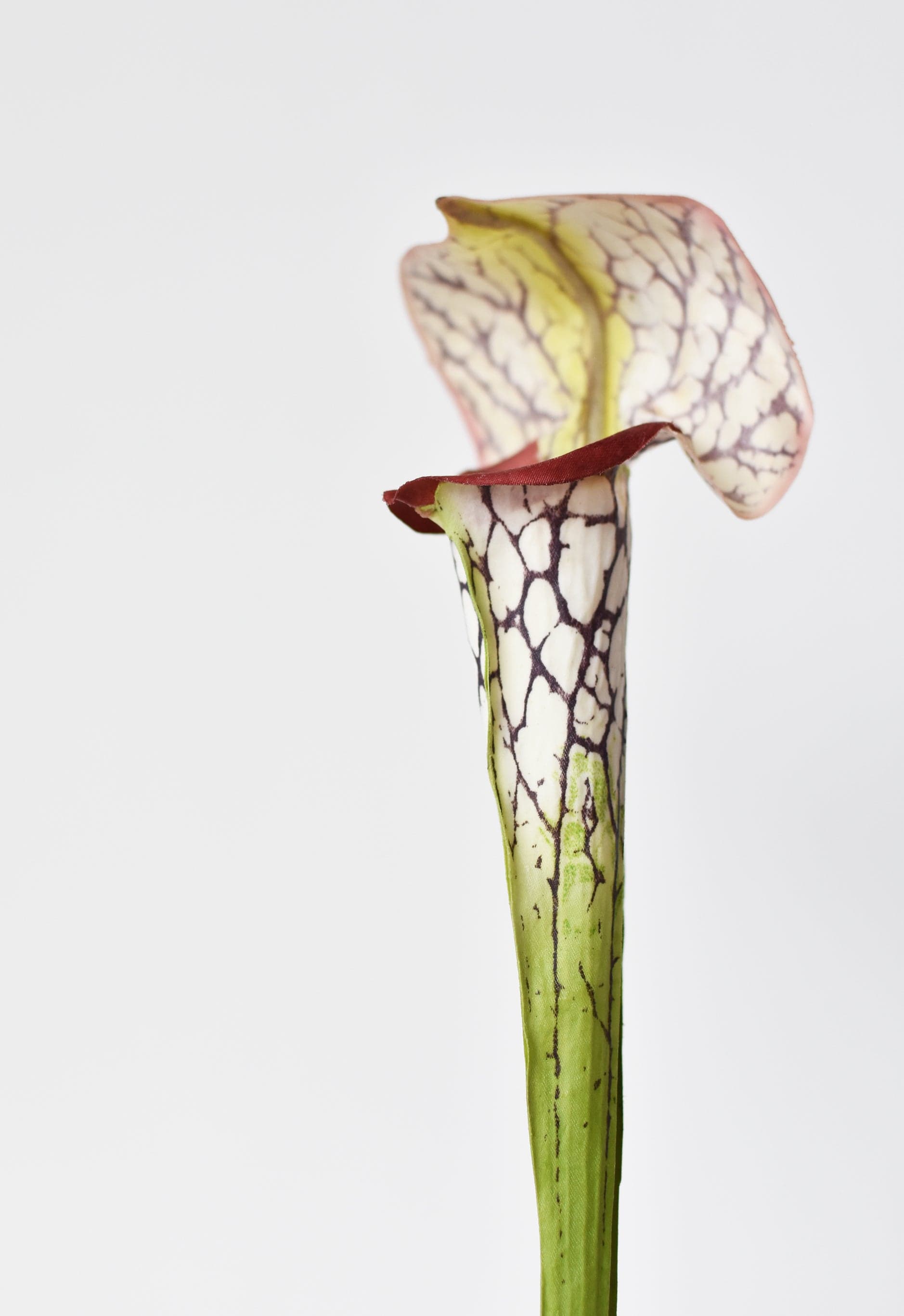 Pitcher Plant Stem, 28", Green & Burgundy