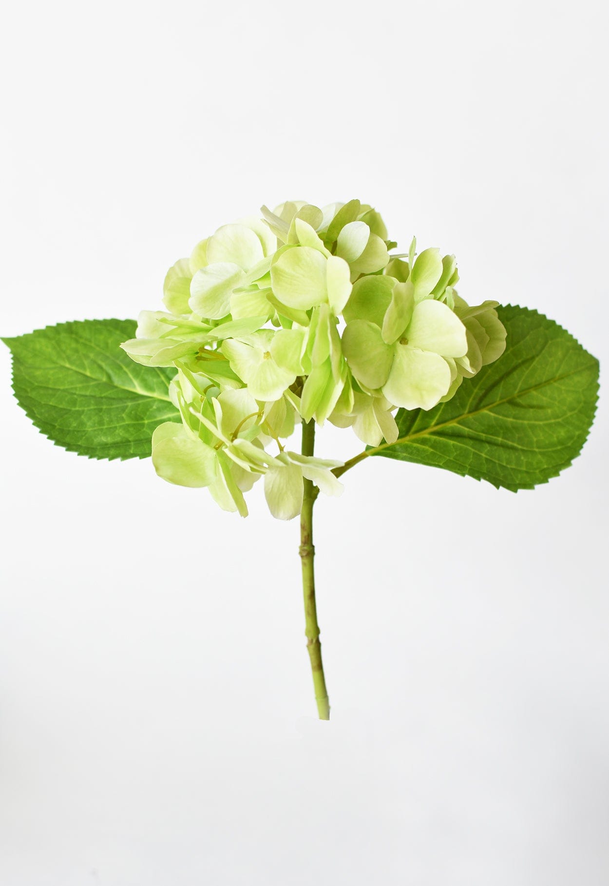 Hydrangea Stem, 10", Green