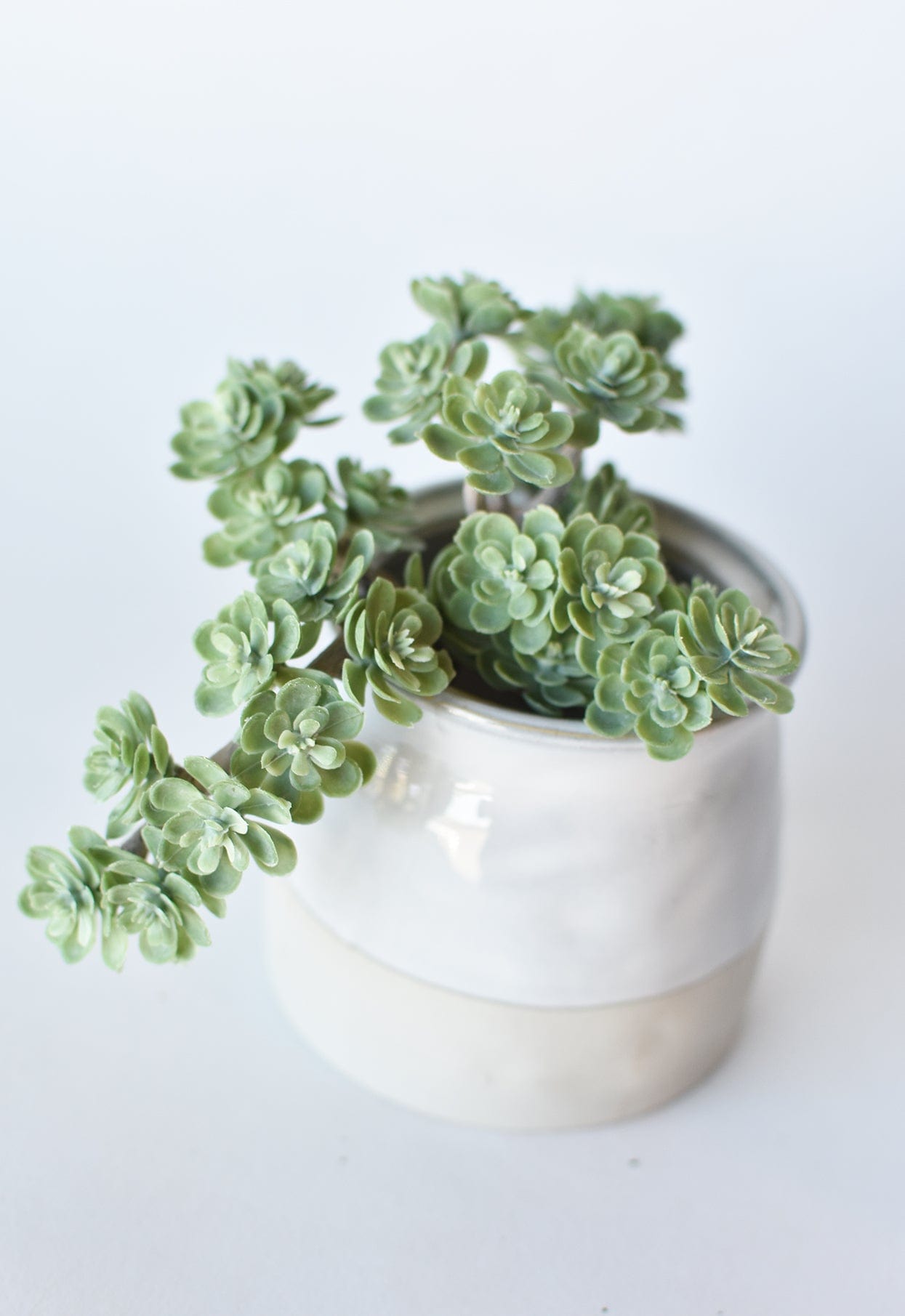 Sedum Succulent Stem, 5", Green