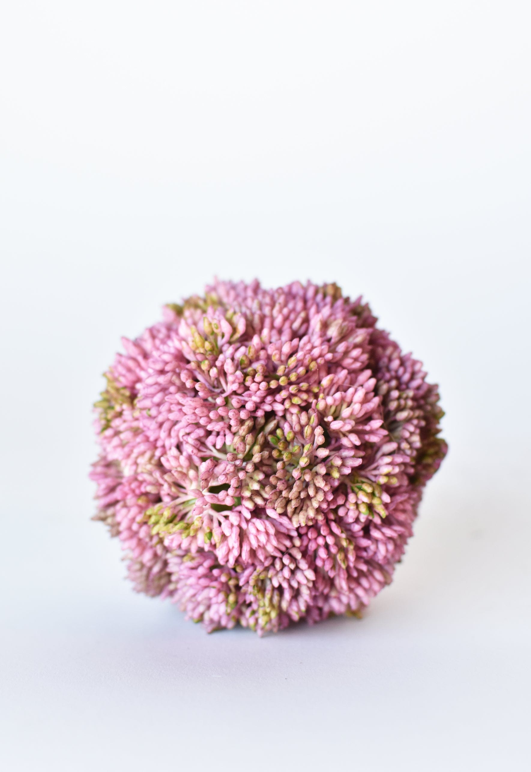 Sedum Ball, 4", Mauve