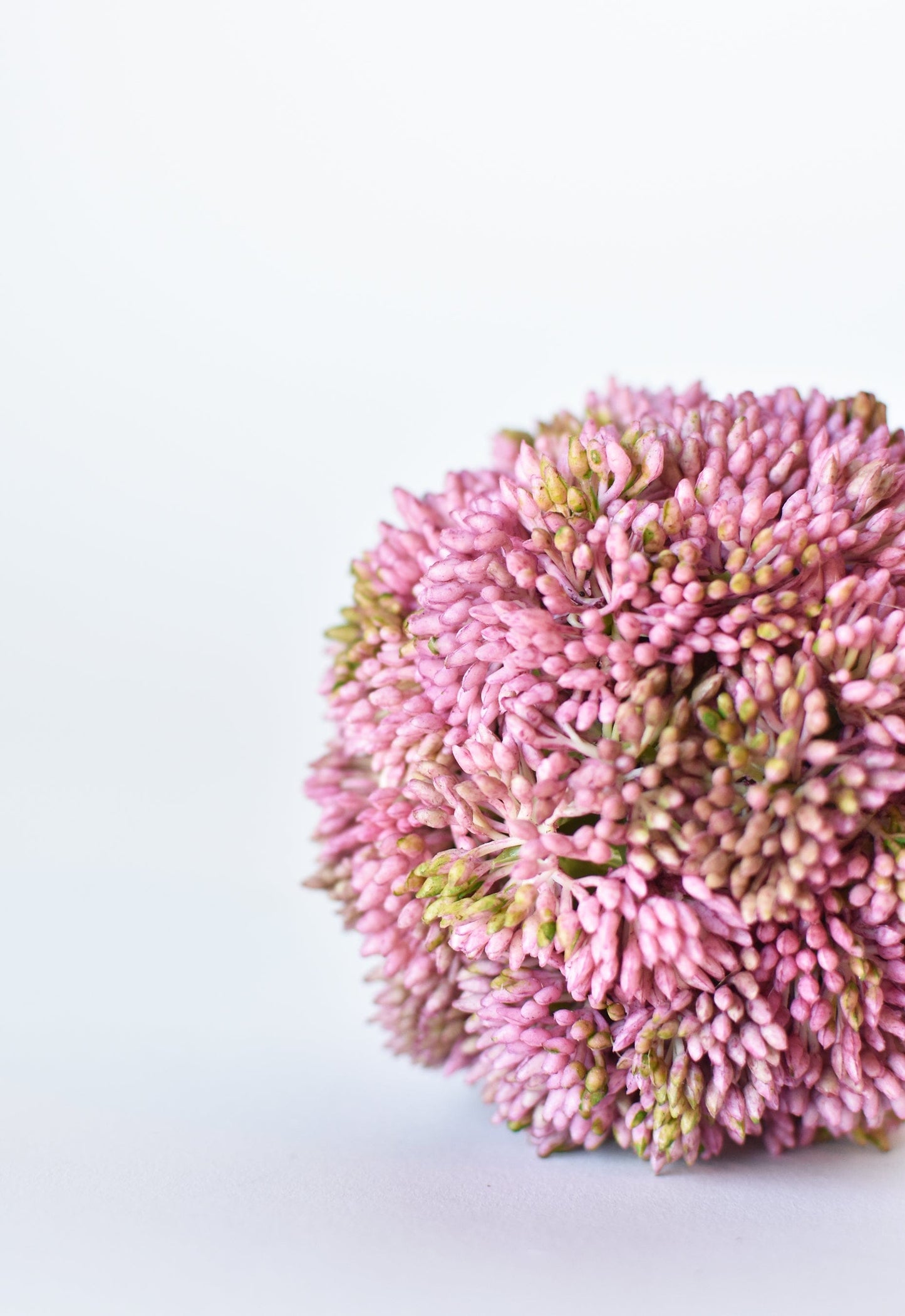 Sedum Ball, 4", Mauve