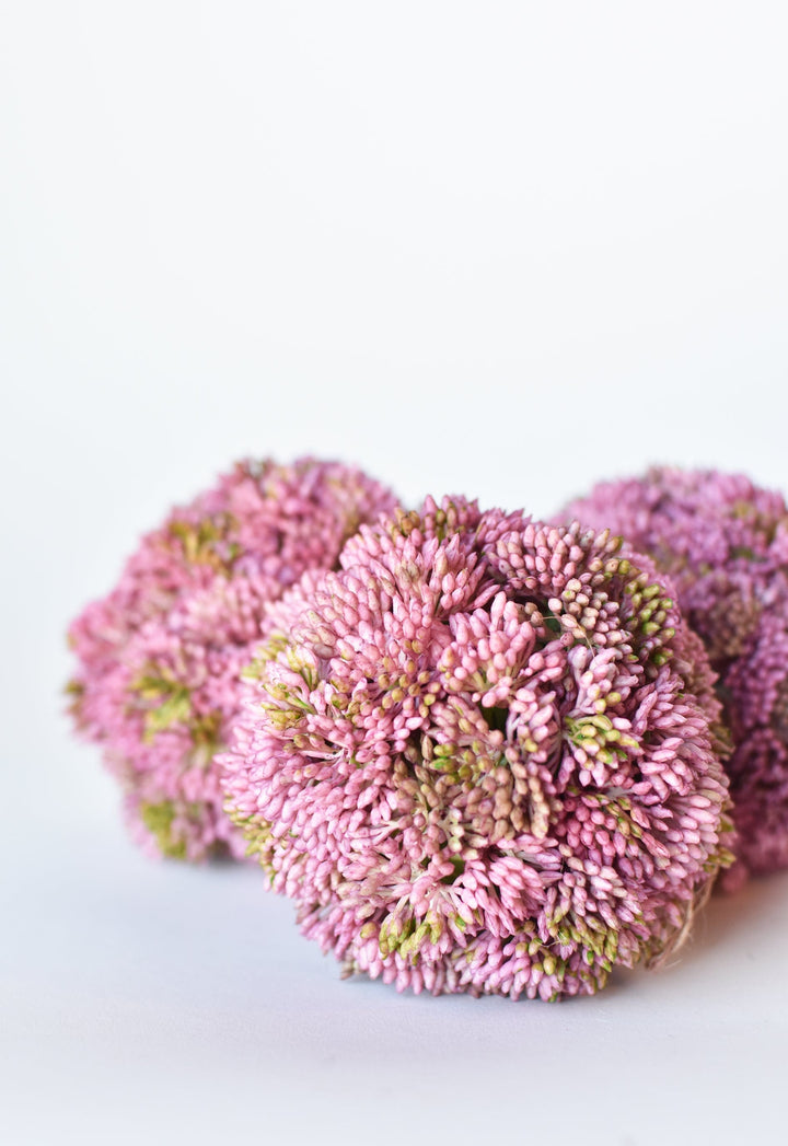 Sedum Ball, 4", Mauve