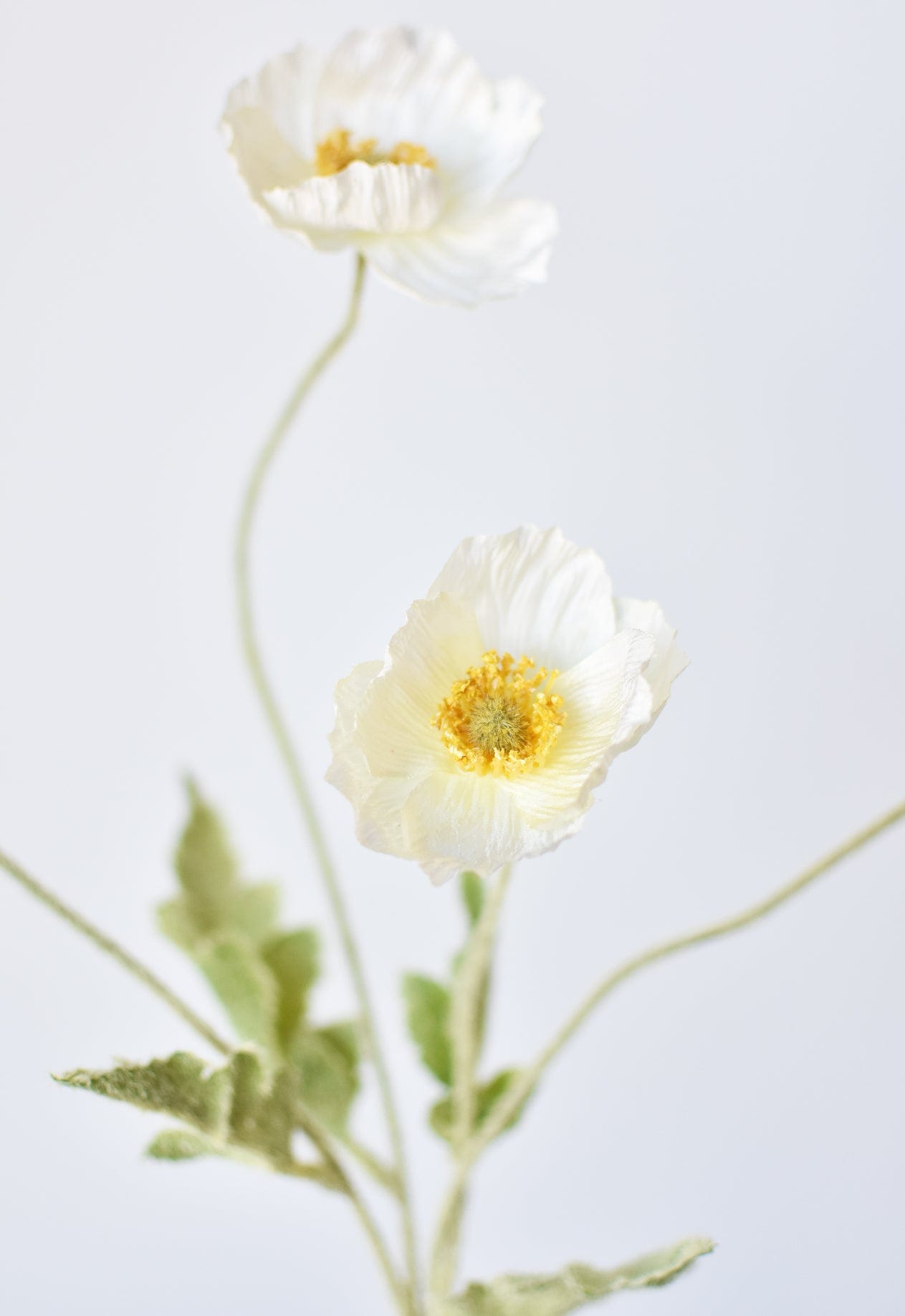 Poppy Stem, 24", White