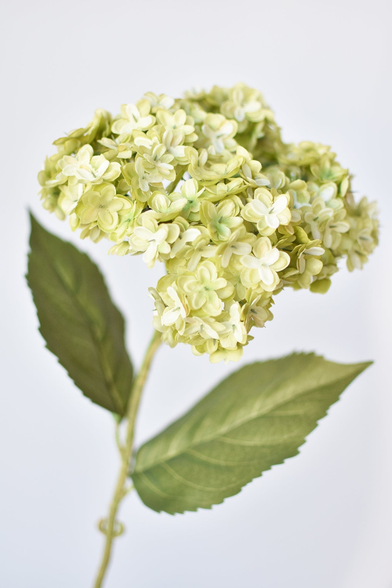 Hydrangea Stem, 25”, Apple Green