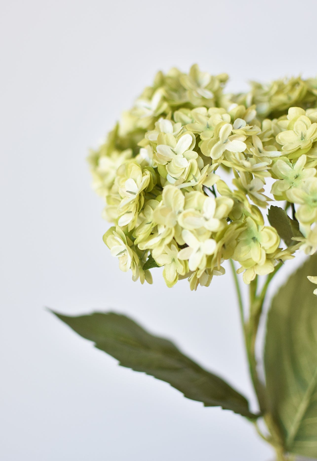 Hydrangea Stem, 25”, Apple Green