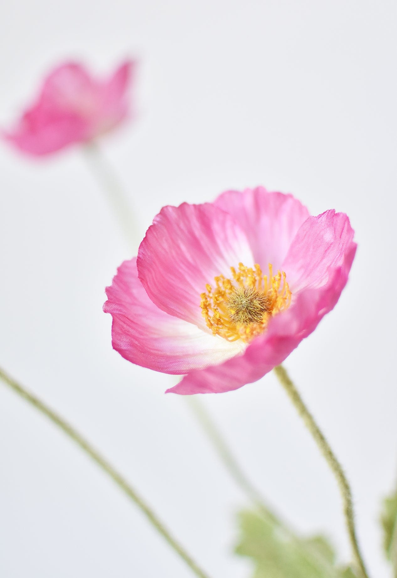 Poppy Stem, 24", Pink