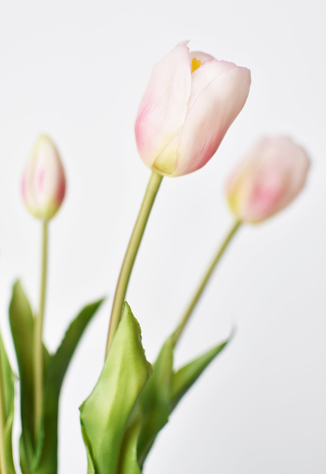 Tulip Stem Bundle, 18", Blush Pink