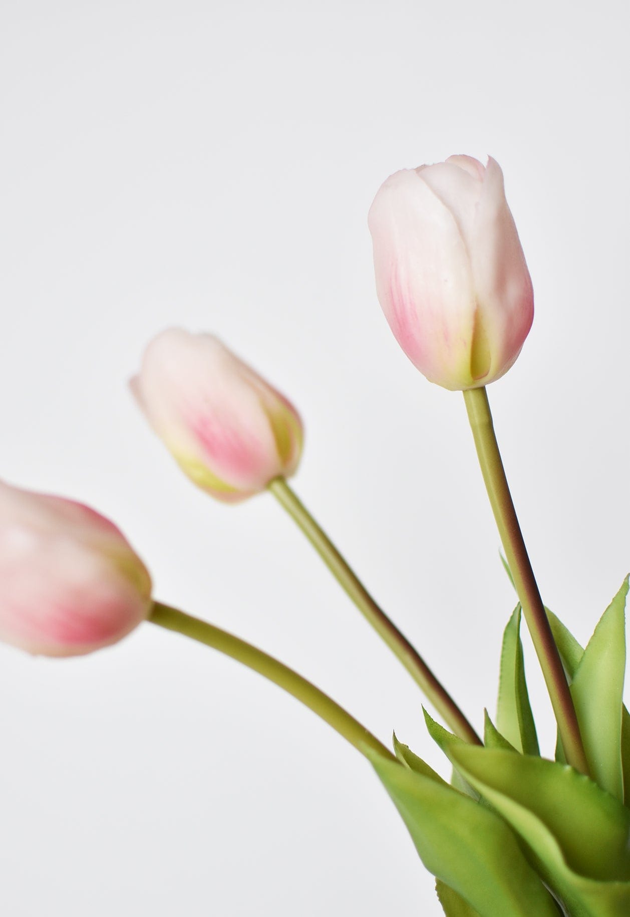 Tulip Stem Bundle, 18", Blush Pink