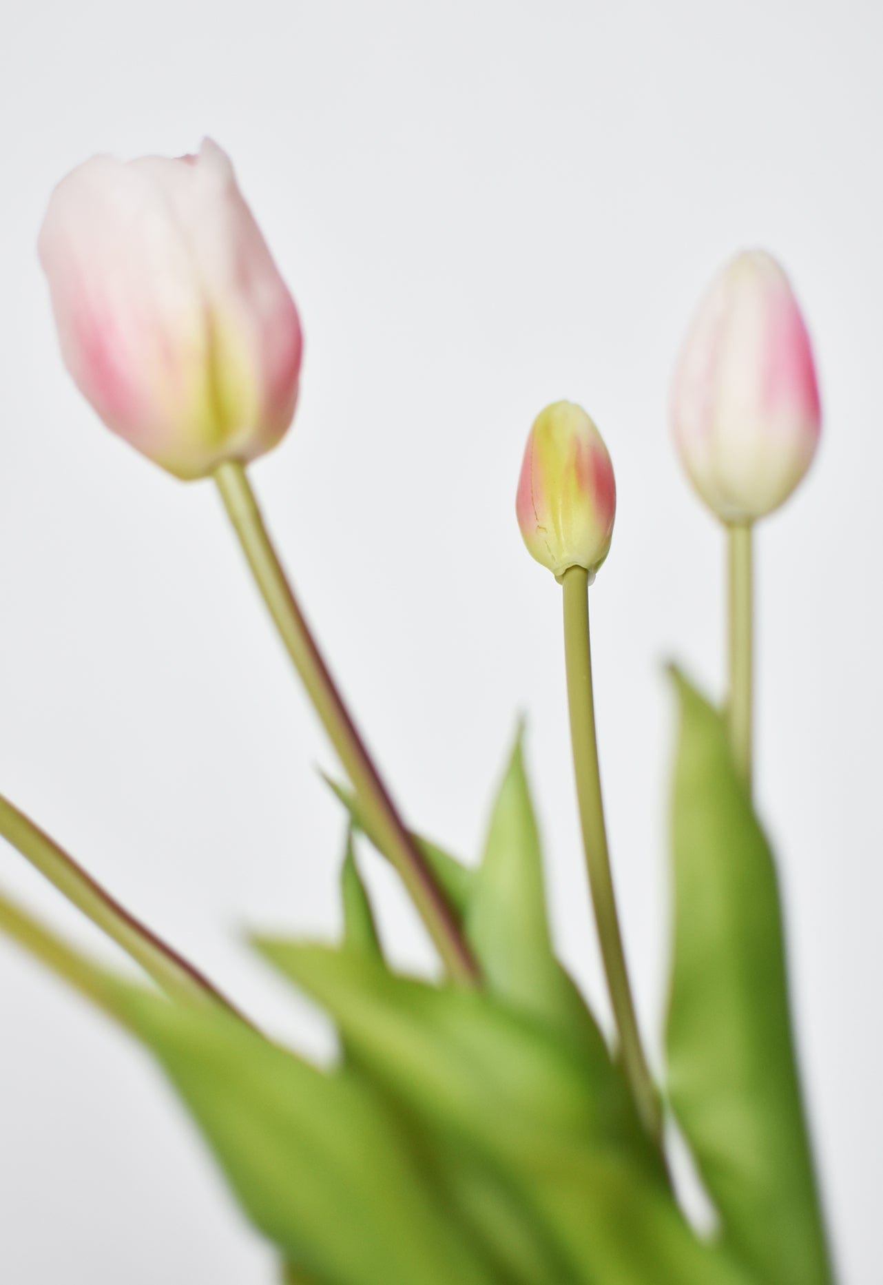 Tulip Stem Bundle, 18", Blush Pink