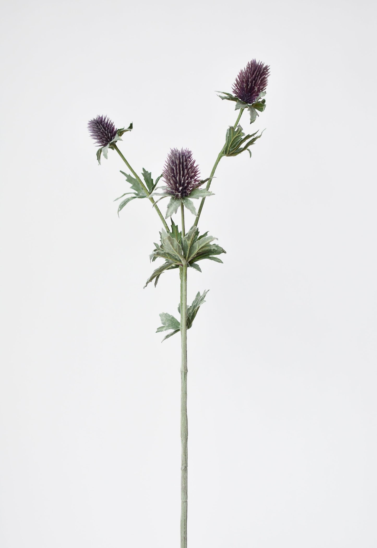 Lavender Thistle Stem, 31"