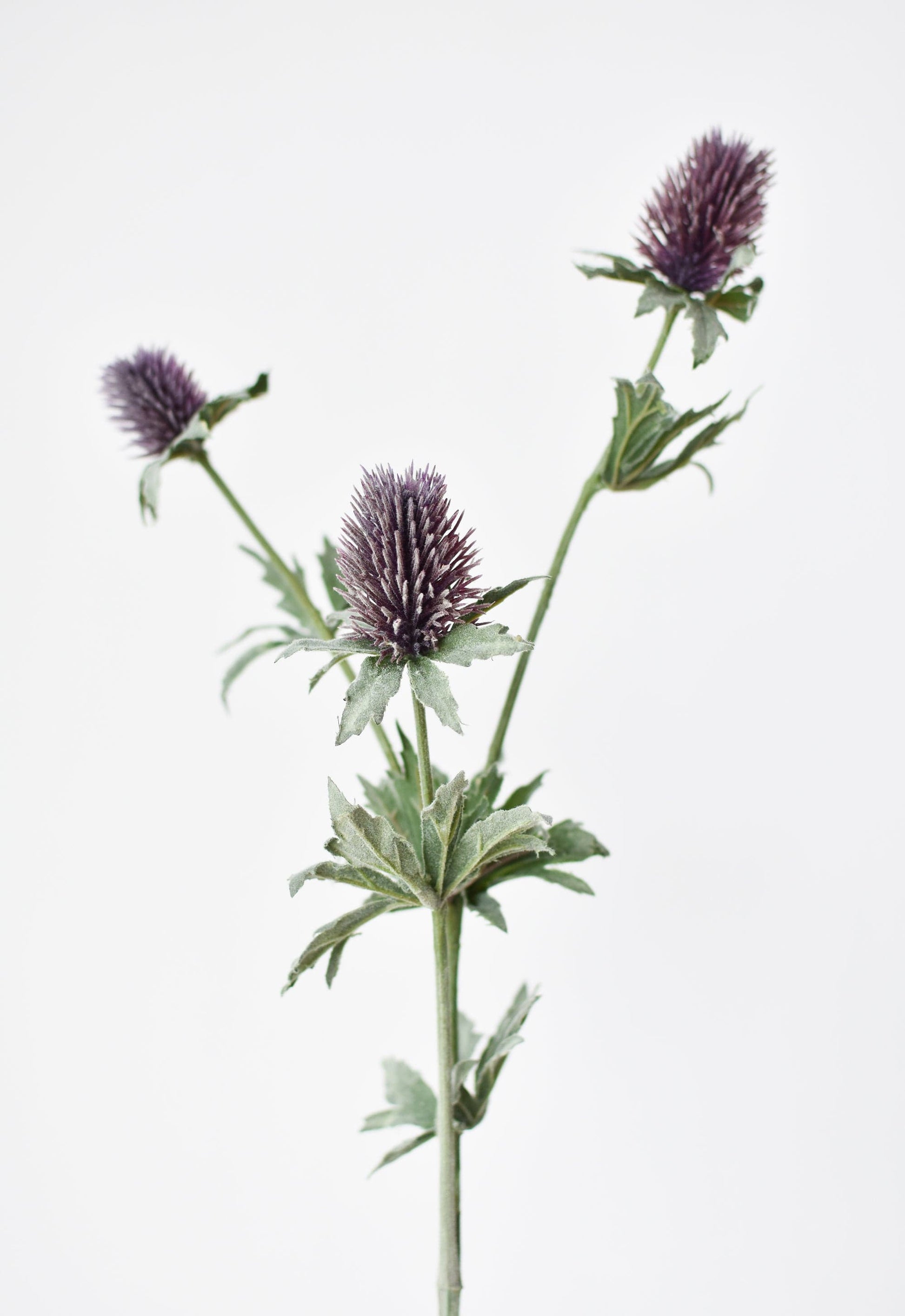 Lavender Thistle Stem, 31"