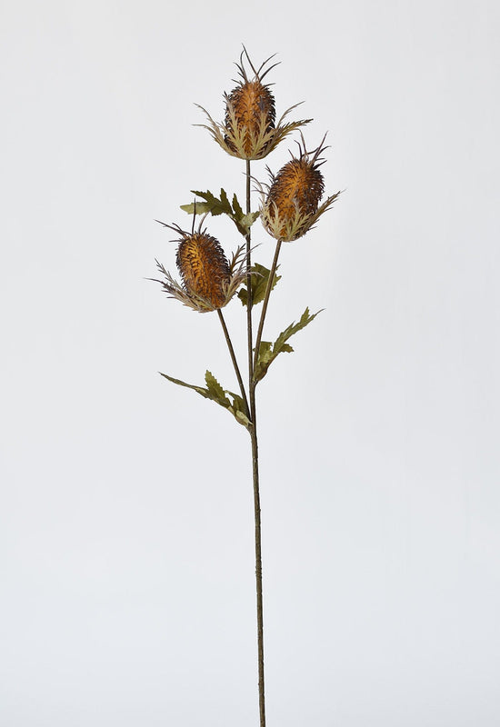 Thistle Stem, 26", Brown