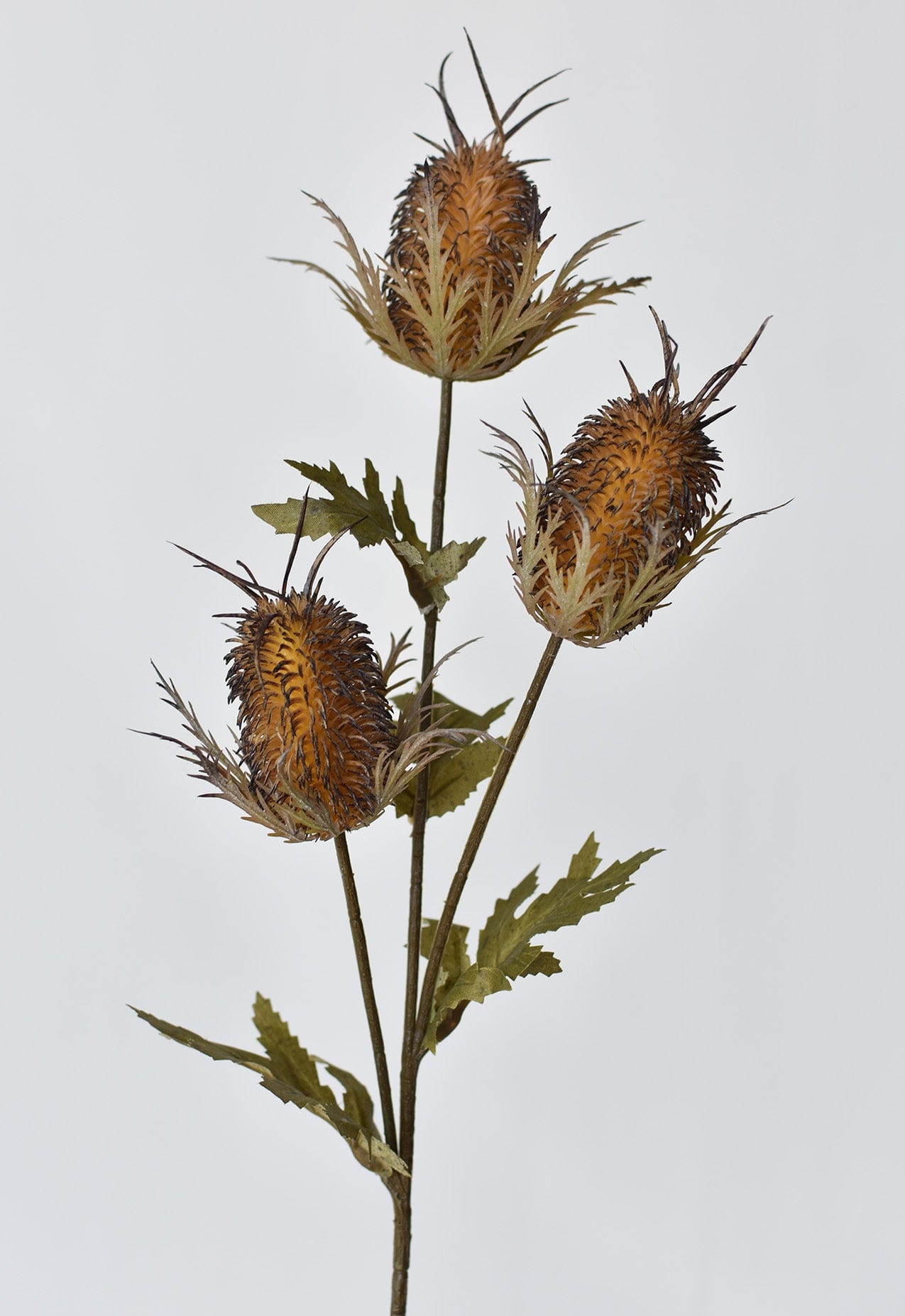 Thistle Stem, 26", Brown