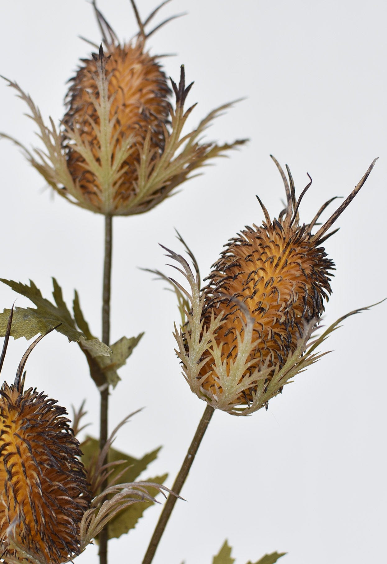 Thistle Stem, 26", Brown