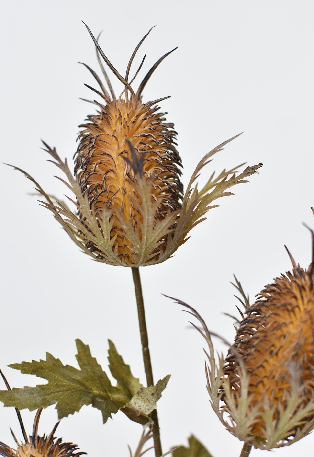 Thistle Stem, 26", Brown