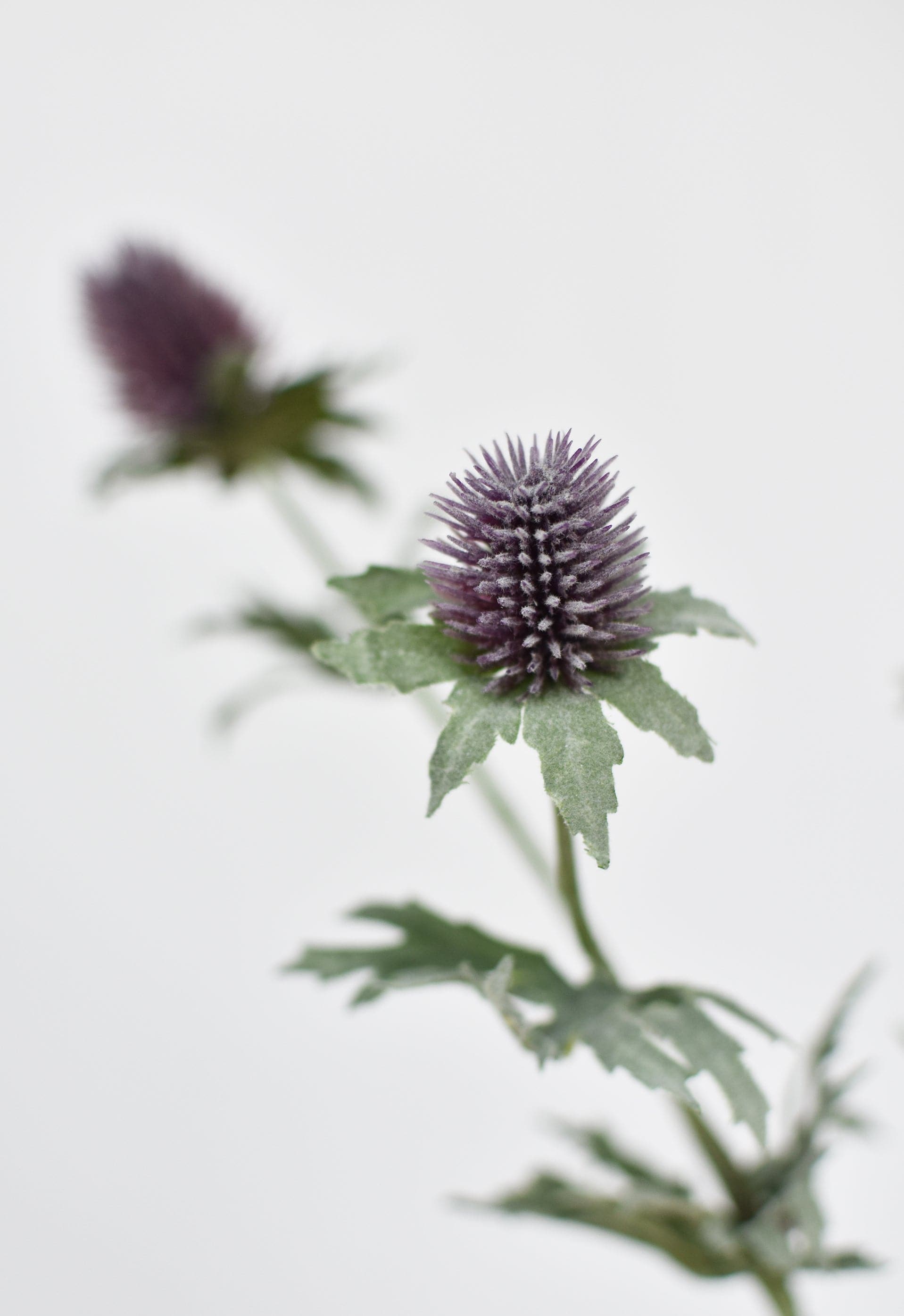 Lavender Thistle Stem, 31"