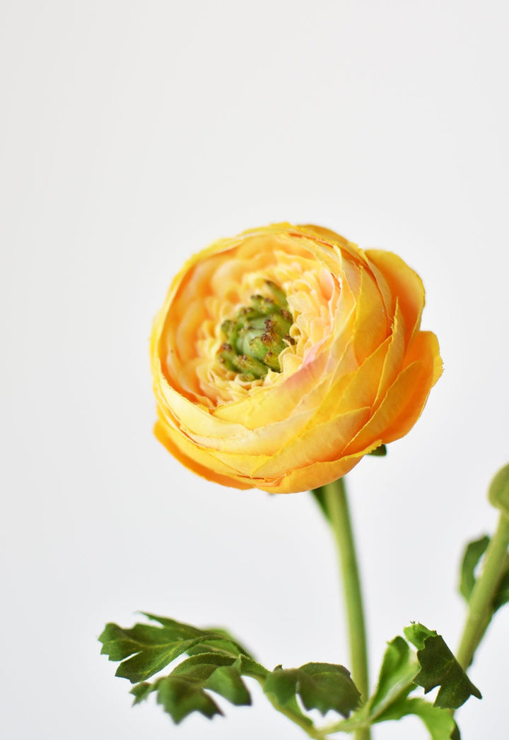 Ranunculus Stem, 13", Yellow Gold