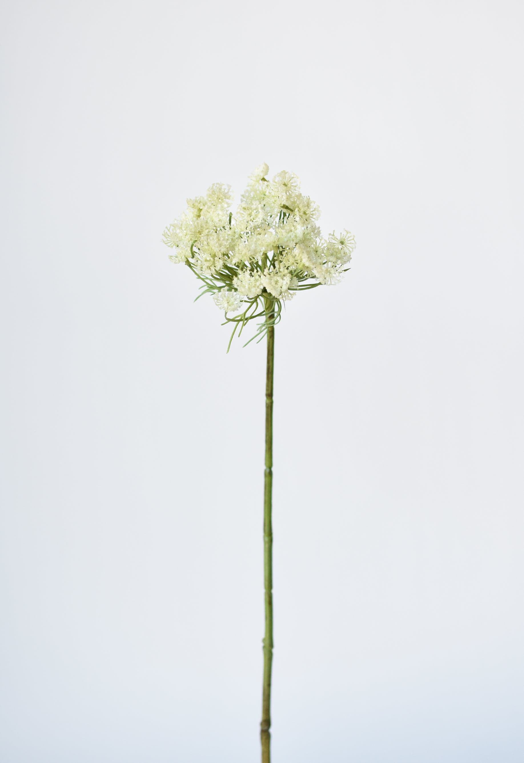 Queen Anne's Lace Stem, 23", White