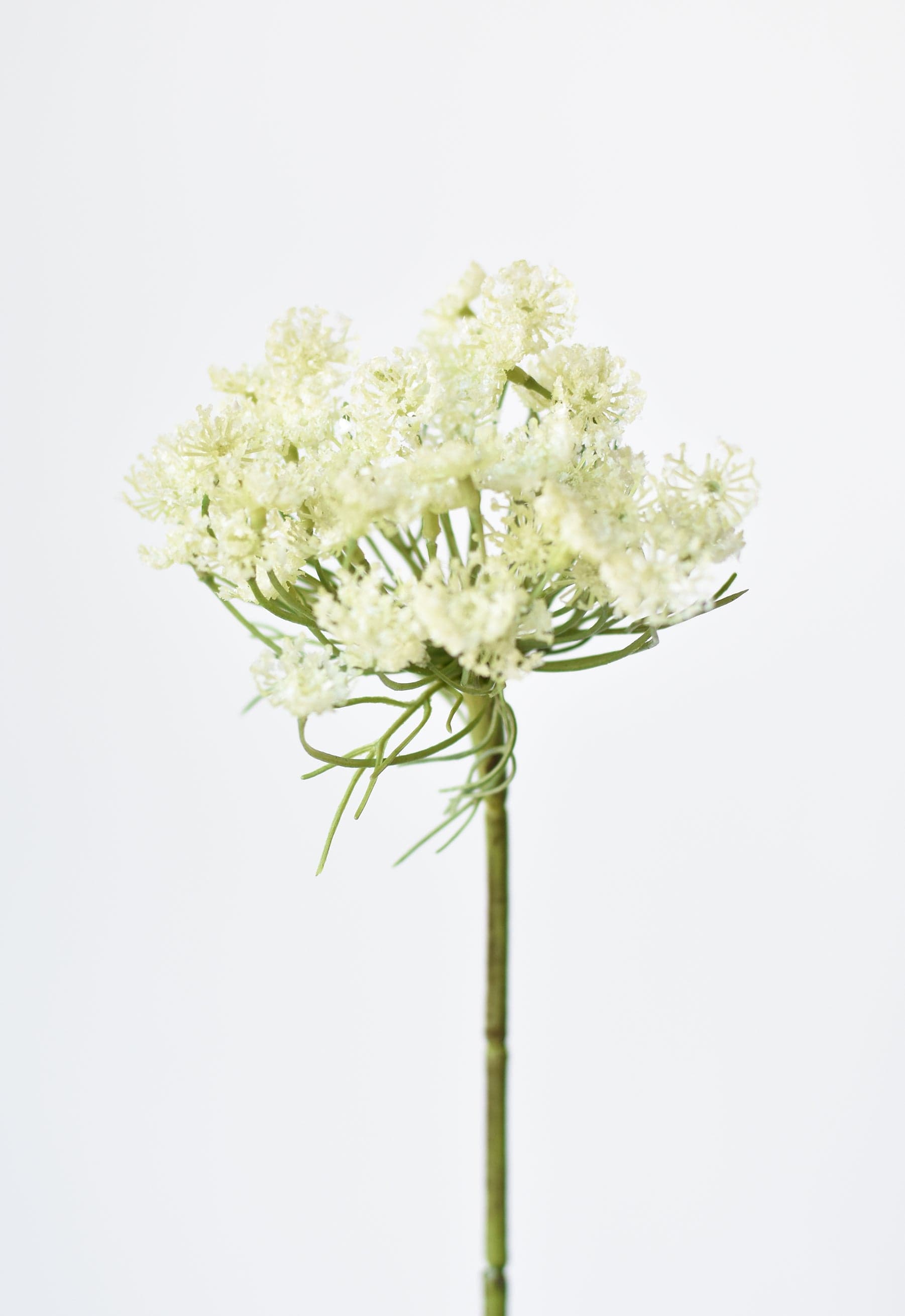 Queen Anne's Lace Stem, 23", White