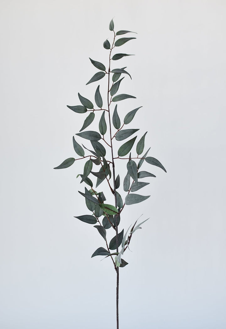 Ruscus Leaf Stem, 36", Gray Green