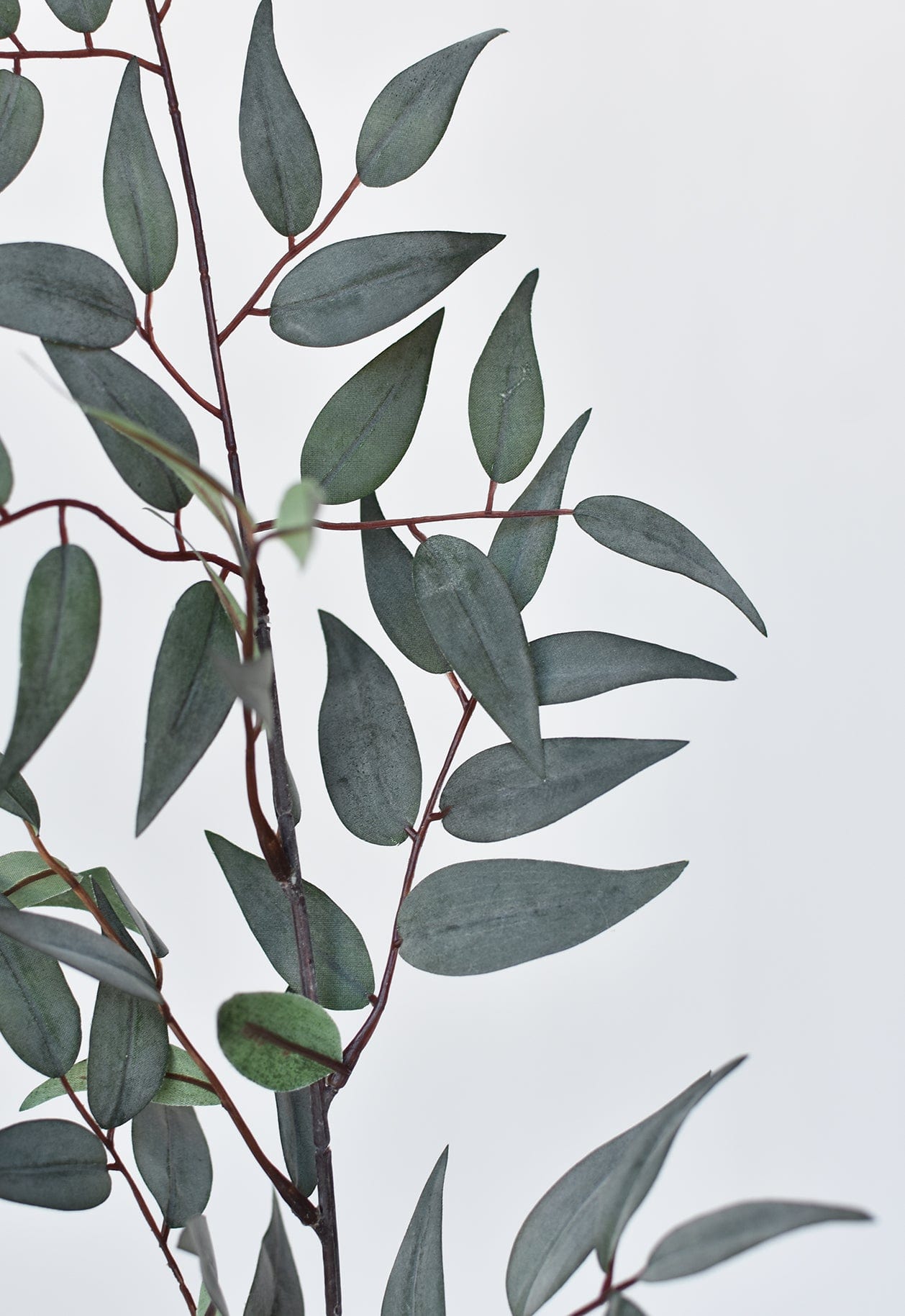 Ruscus Leaf Stem, 36", Gray Green