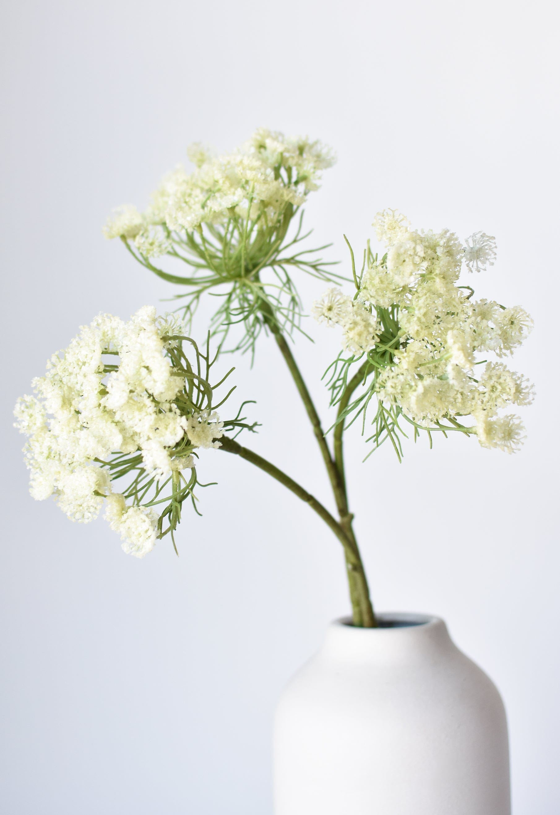 Queen Anne's Lace Stem, 23", White