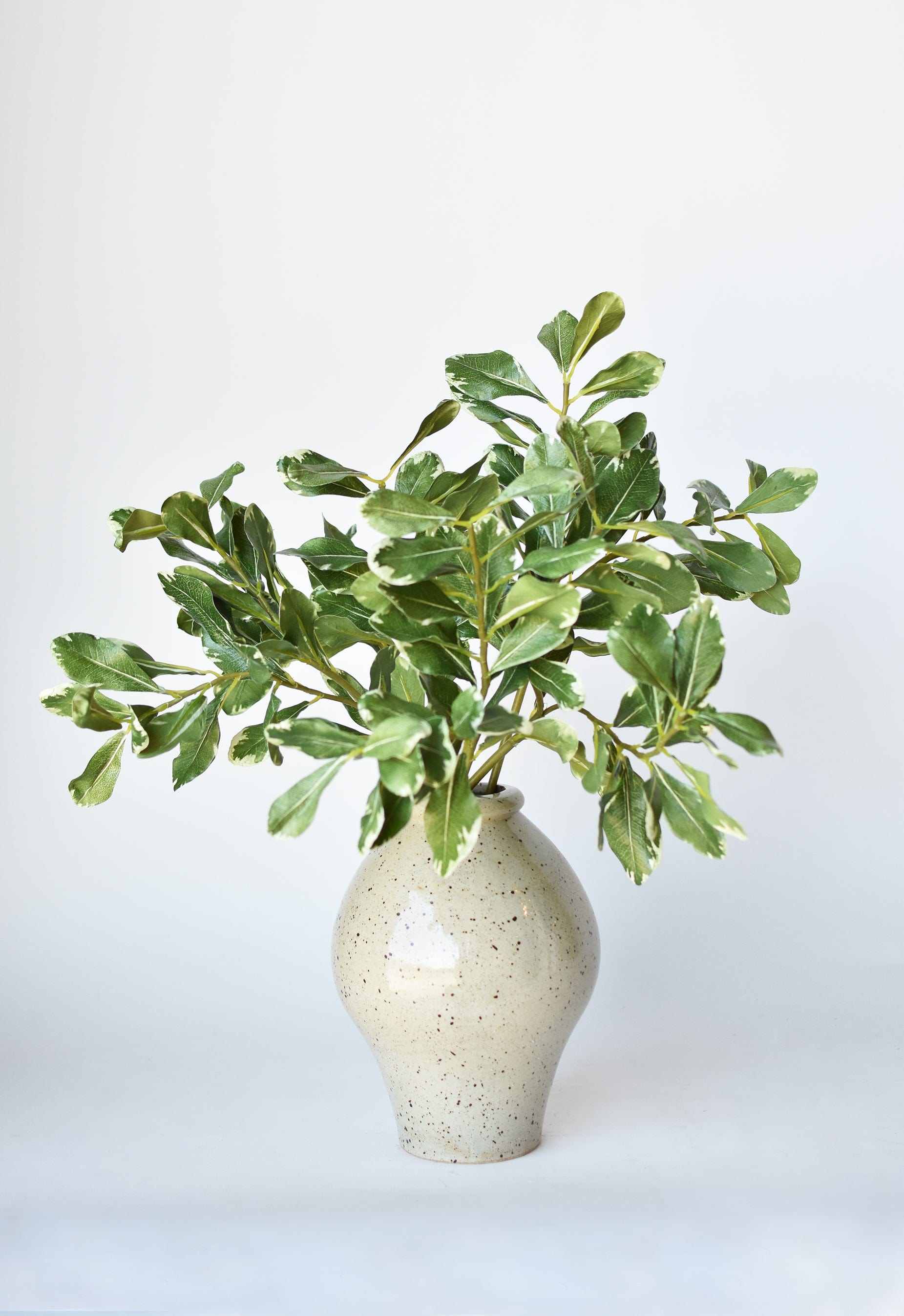 Variegated Pittosporum Spray Stem, 21.5", Green