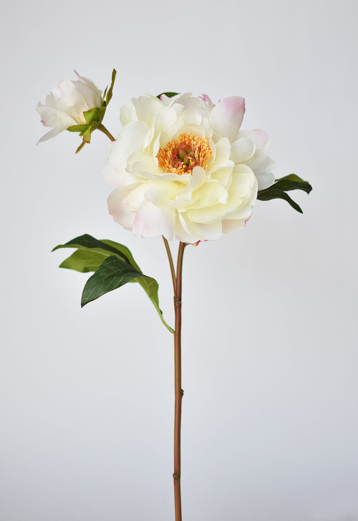 Peony Stem with Bud, 22.5”, Cream