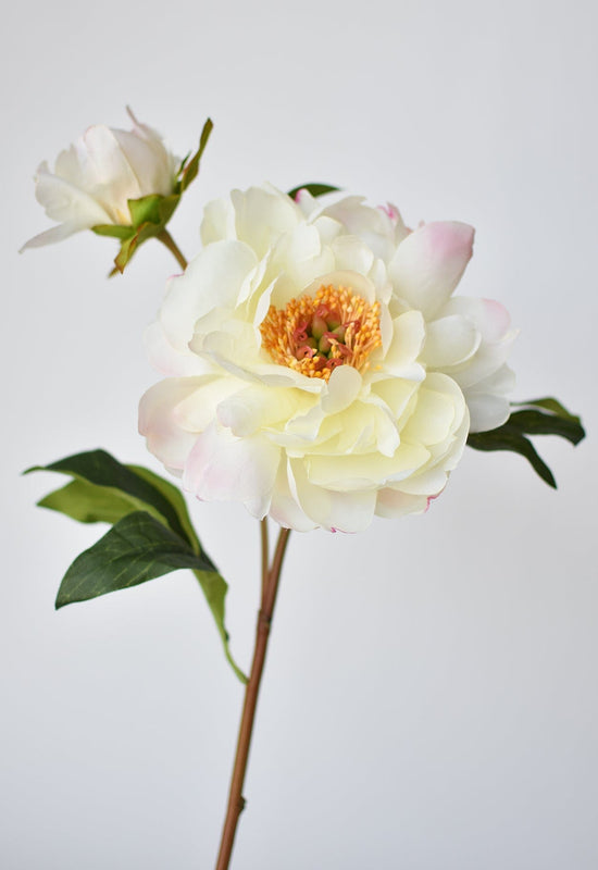 Peony Stem with Bud, 22.5”, Cream